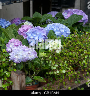pink and purple, violet hydrangea macrophylla. Flower in flower`s shop . Summer time. Flowers standing on the wood bench Stock Photo